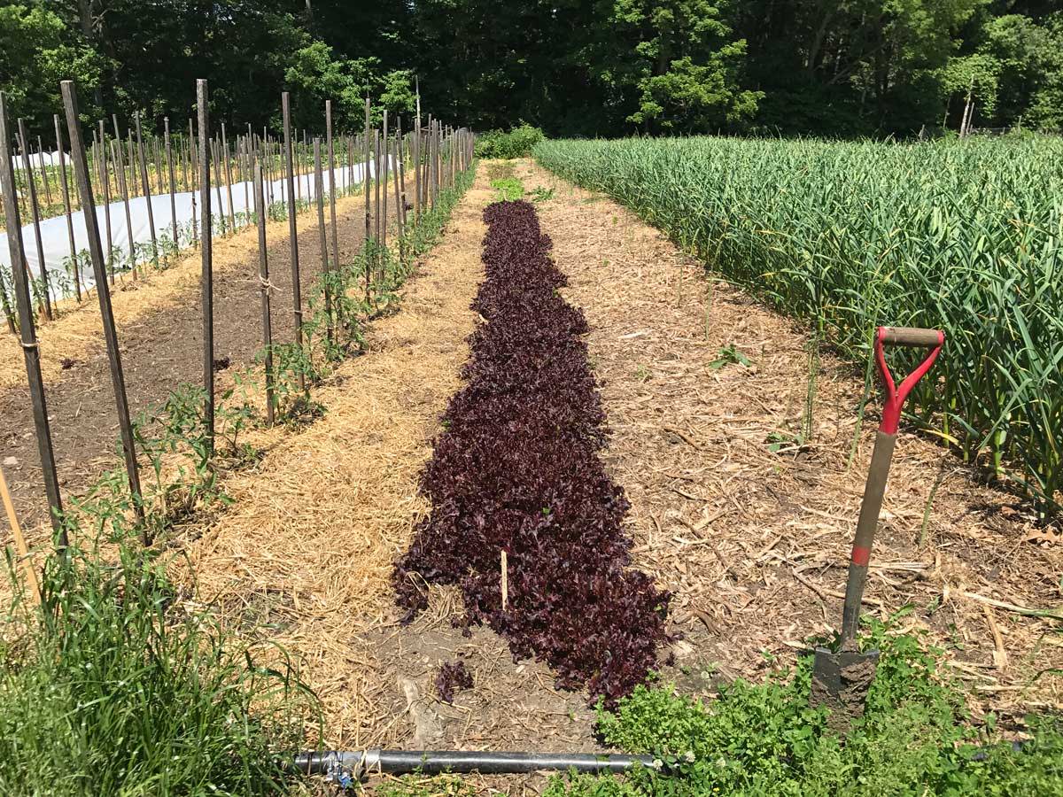 An active garden with no-till methods being used