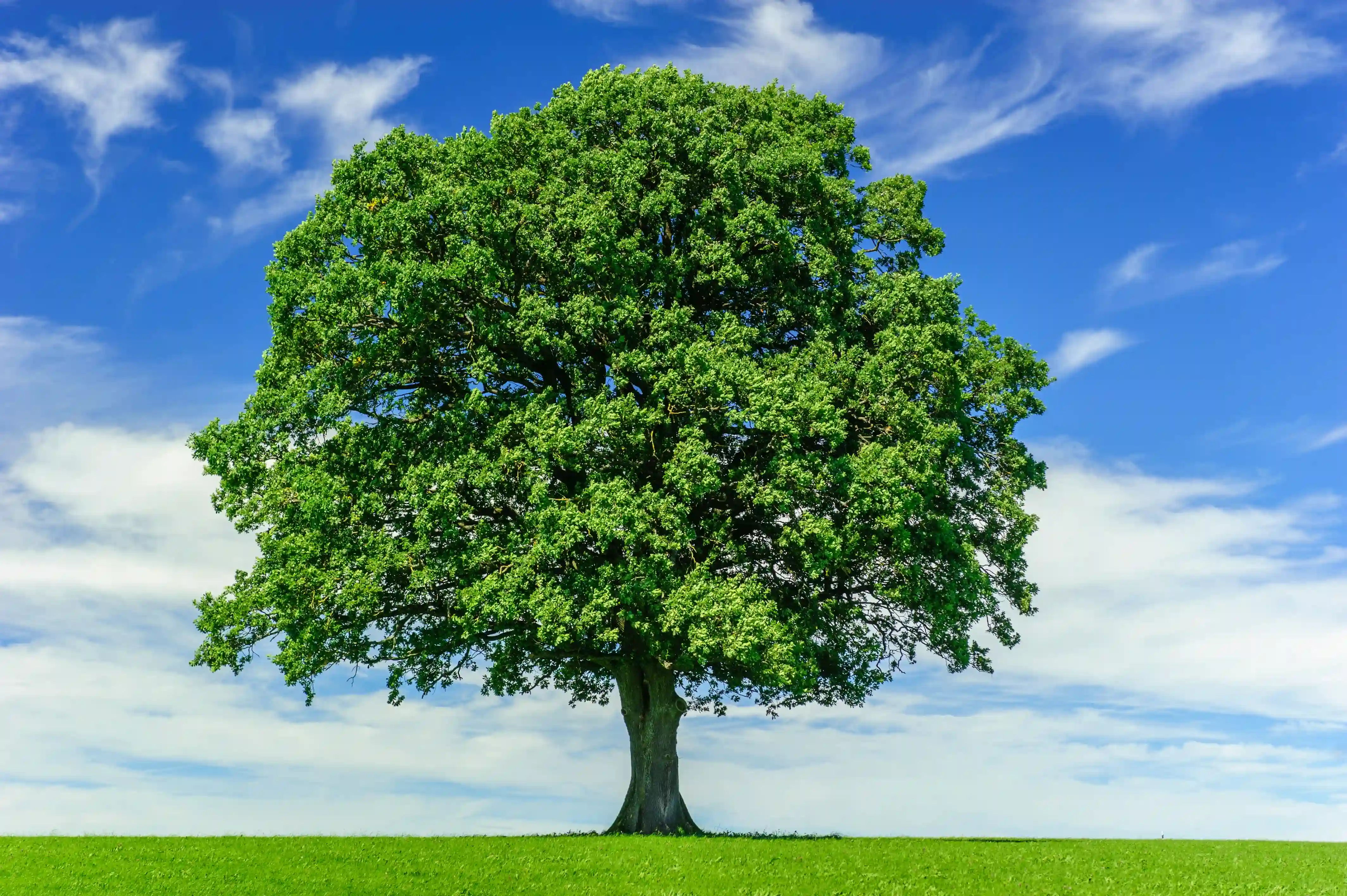Een grote groene boom tegen een blauwe lucht en een grasveld.