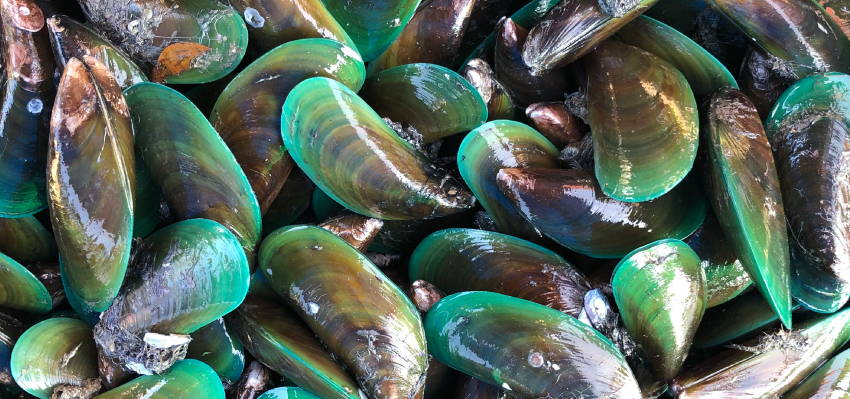 Image of a large amount of green lipped mussel.