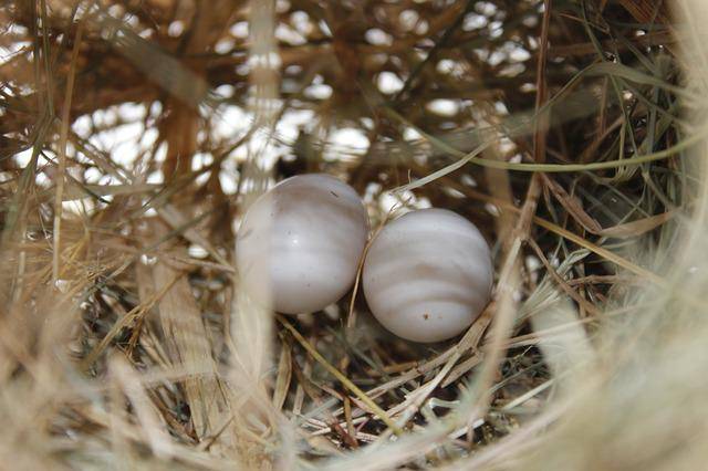 Robin eggs