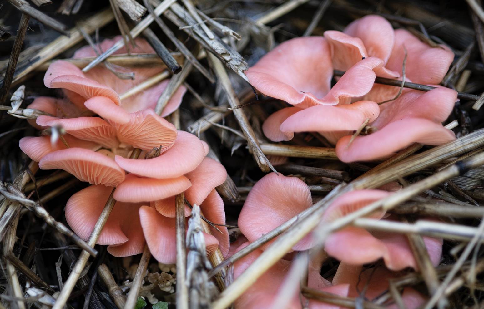 Pink Oyster mushrooms growing on straw