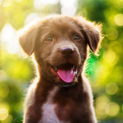 Bone Idol Puppy Guide, Labrador, Puppy, Finding A Vet, Choosing a vet, New Puppy, Puppy Food, Best Puppy Food