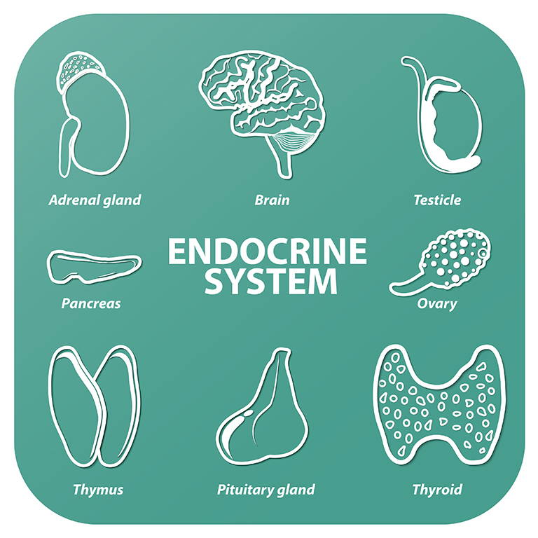 The Endocrine Systems - The Healing Sole