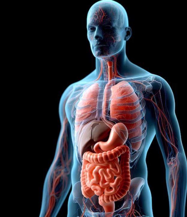 Anatomical illustration of a human body with visible organs and circulatory system.