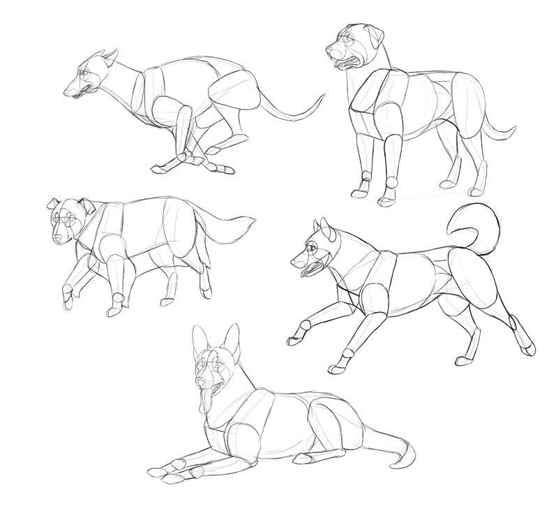 Learn Animal Anatomy To Draw Realistic Animals From Imagination Class101 Usa