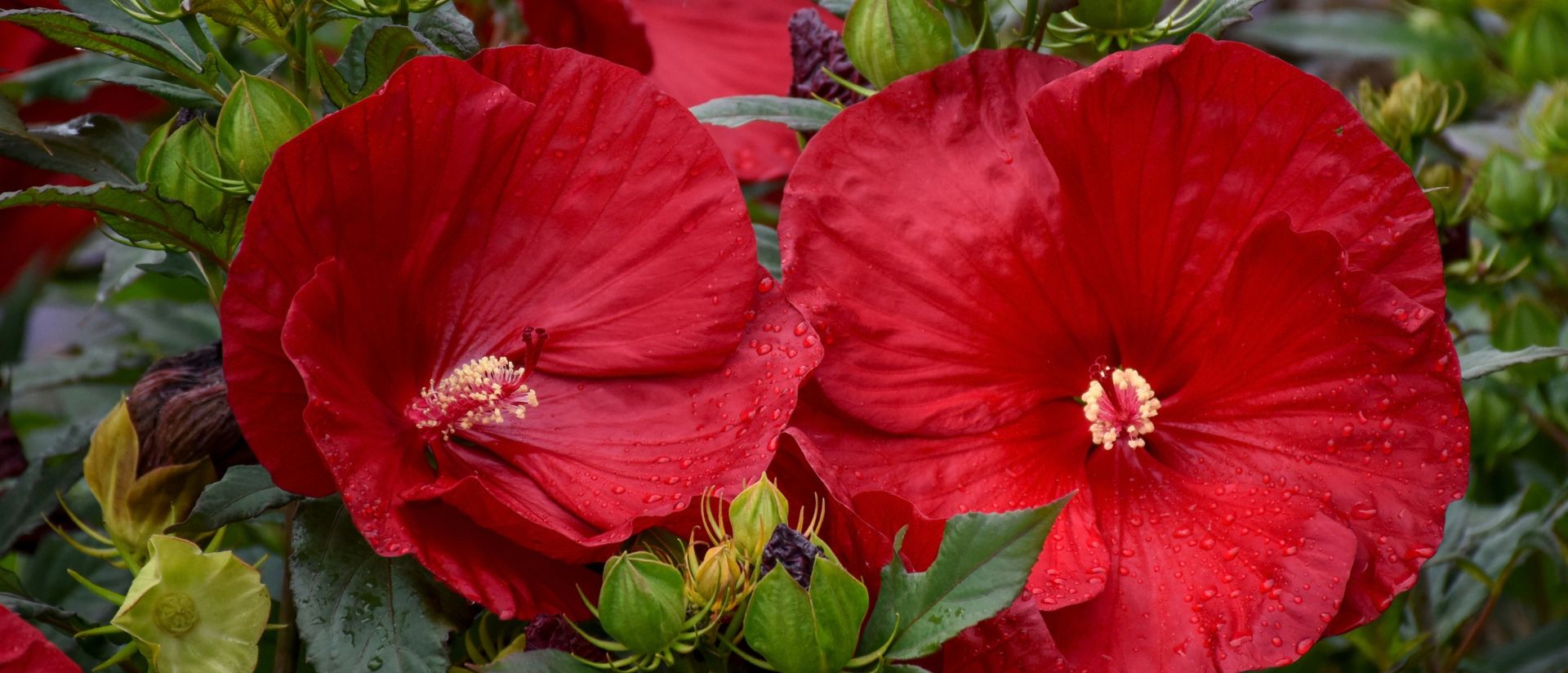 Outdoor scene of 2 large red hibiscus flowers in bloom surrounded by green foliage.