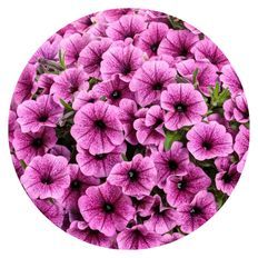 Photo of Supertunia Mini Vista® Plum Veined