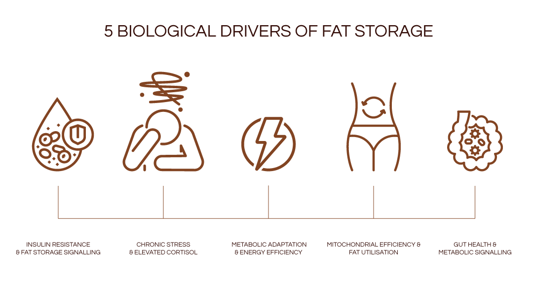 biological causes of fat storage visual