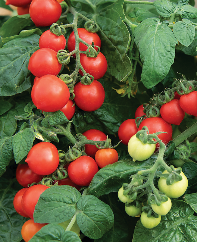 Up close photo of Proven Selections® Tempting Tomatoes® Goodhearted® Cherry Tomato