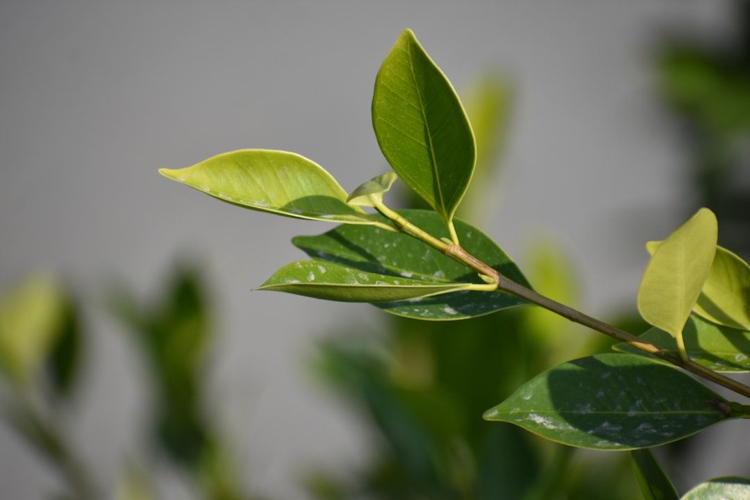 green leaf in close up photography
