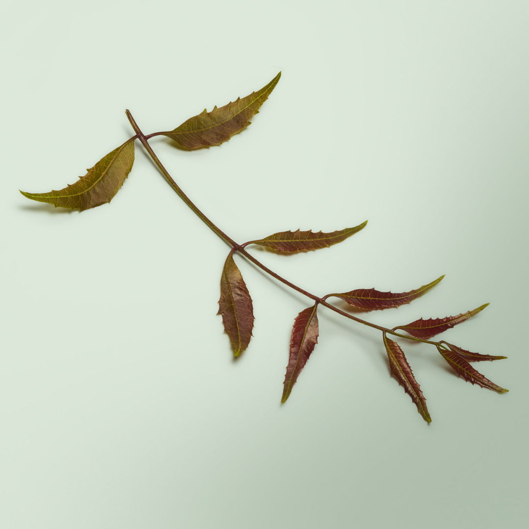 Young Leaves