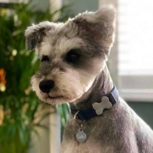 Schnauzer Puppy Groom | Puppy Grooming Guide 