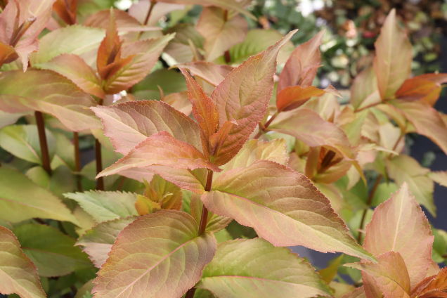 Close up picture of Kodiak Spiced™ (Diervilla hybrid)