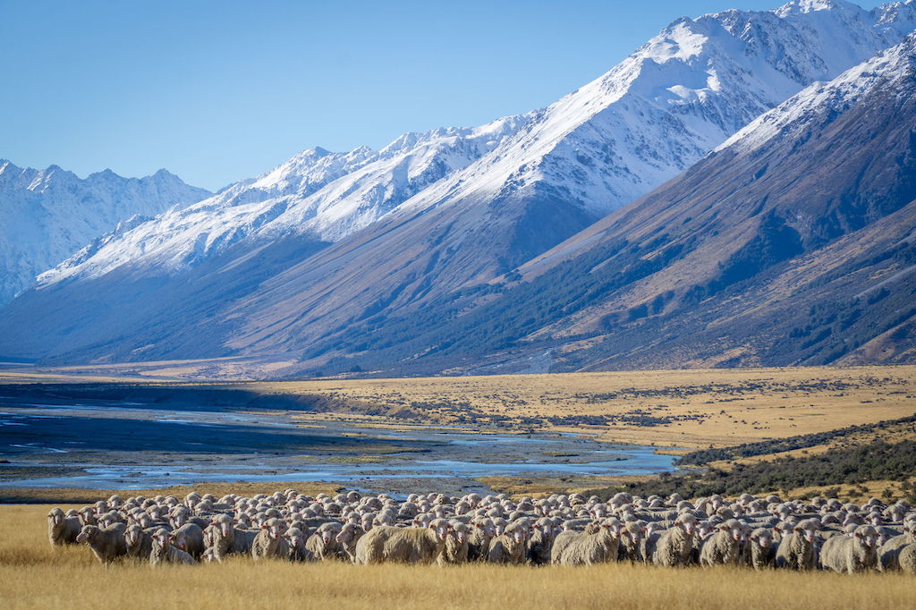 Southern Lakes alpine merino