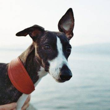 Person Holding Black And White Dog