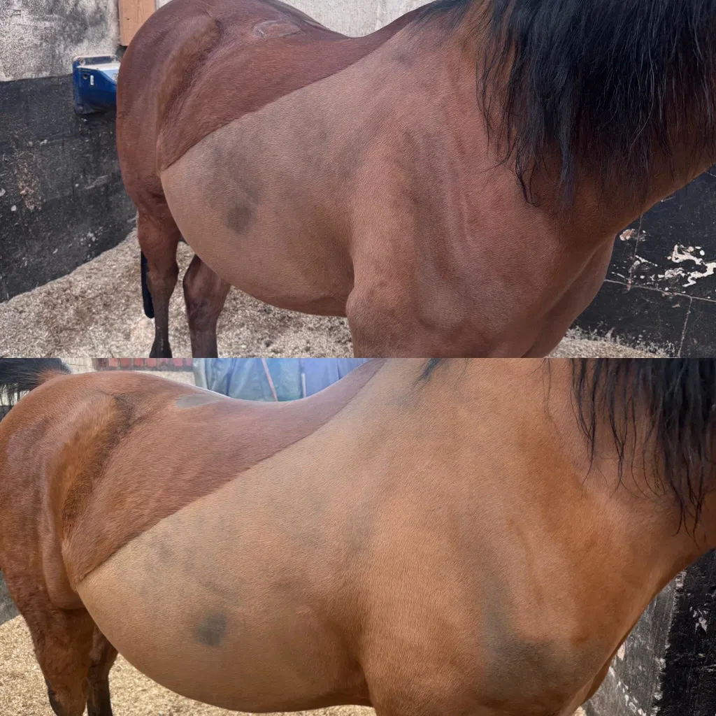 REGROW Results_Abi Shaw