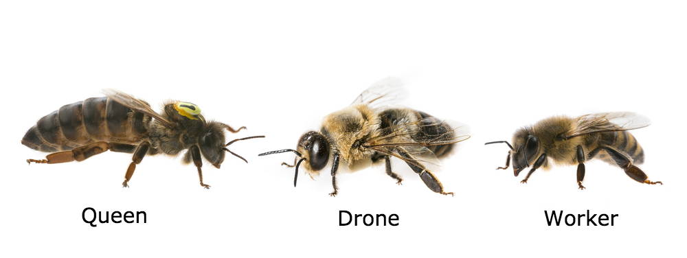 Types of bees