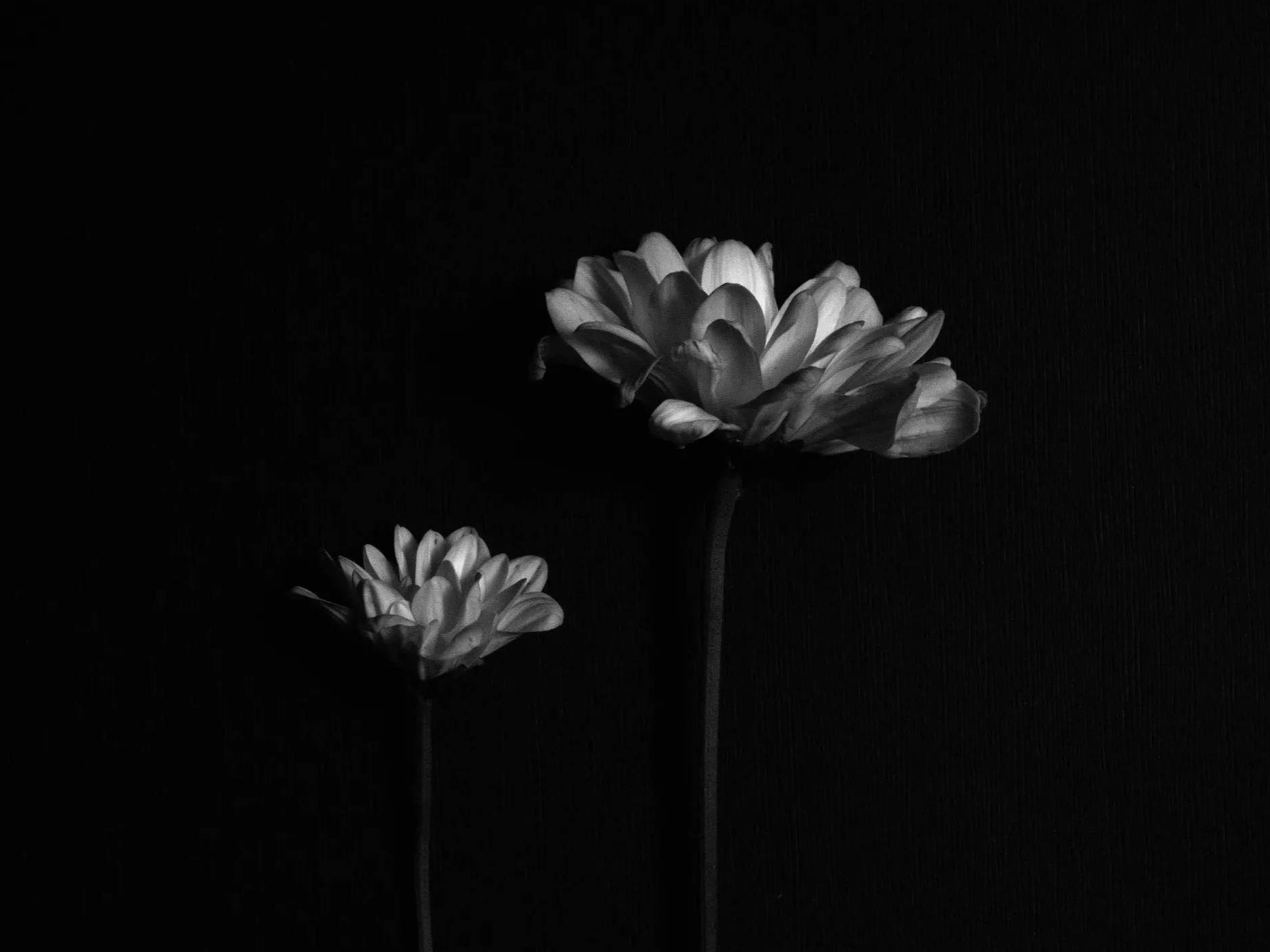 White flowers against a black background