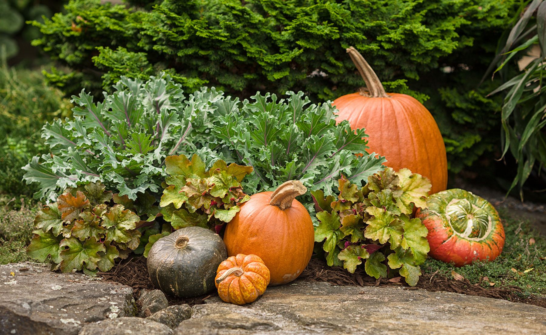 Scene of Fun and Games® Hopscotch and Creme Brulee planted in an outdoor garden surronded by orange pumpkins