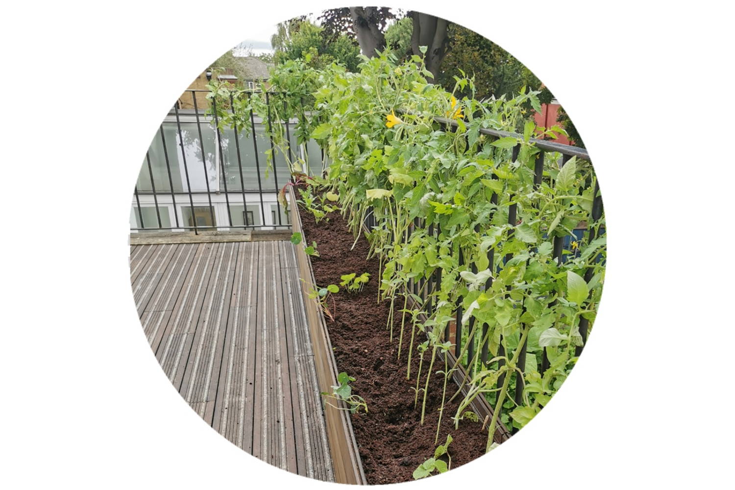 Rooftop Garden With Bamboo Decking