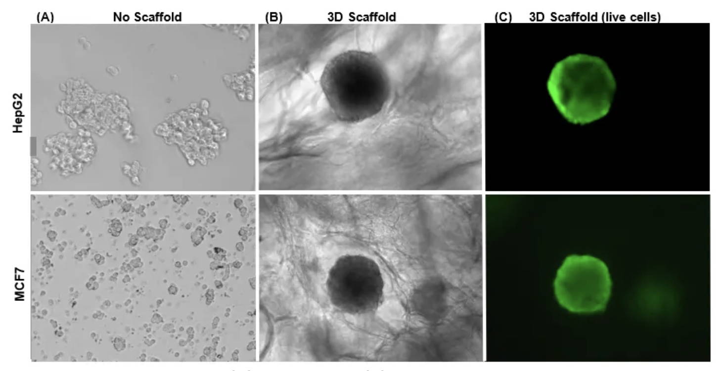 A photo comparing the growth of HepG2 cells and MCF7 cells with no matrix or a matrix scaffold. Upon Calcein AM staining, cell viability was found to be unaffected even during long term matrix cultivation. 