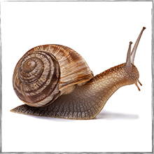 Jump down to Snail