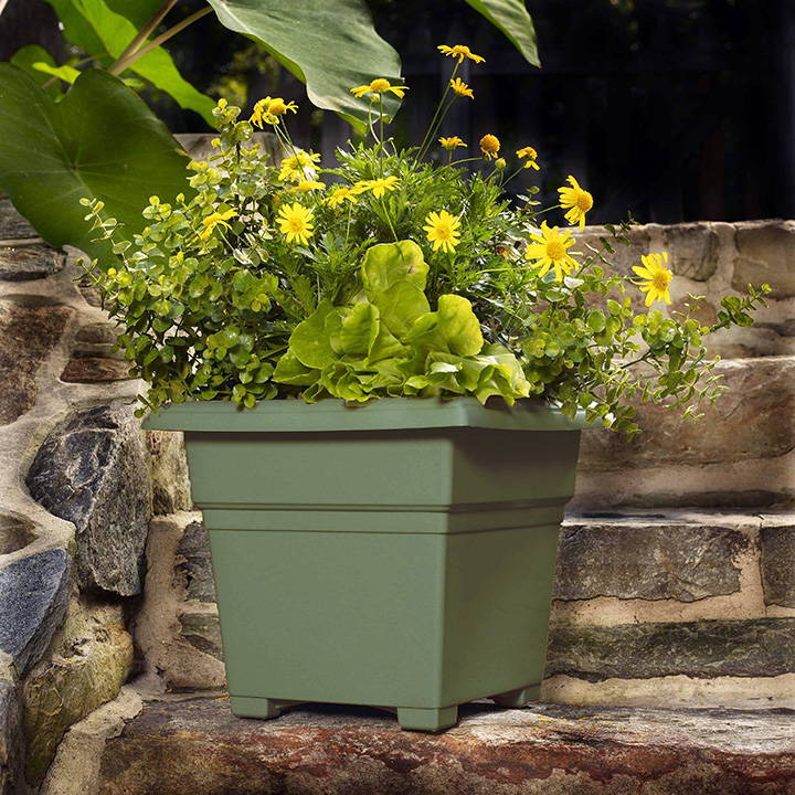 Flowers growing in a sage green tub planter