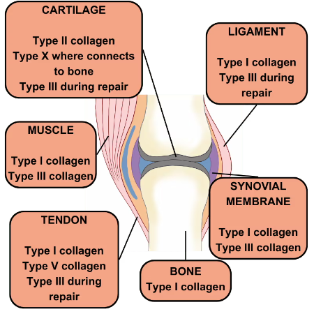 collagen types in dogs joints