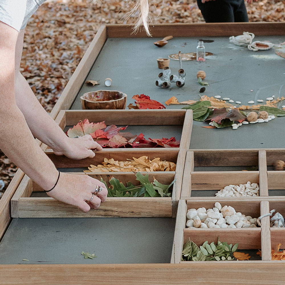 Arranging Dividers on an Exploration Table to Organize Leaves and Seed