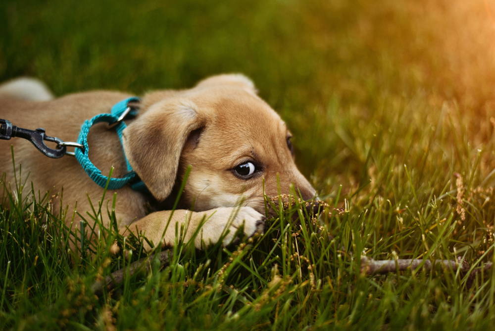 A young puppy lying in the grass