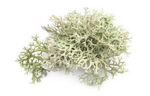 plant lichen vitamin d3