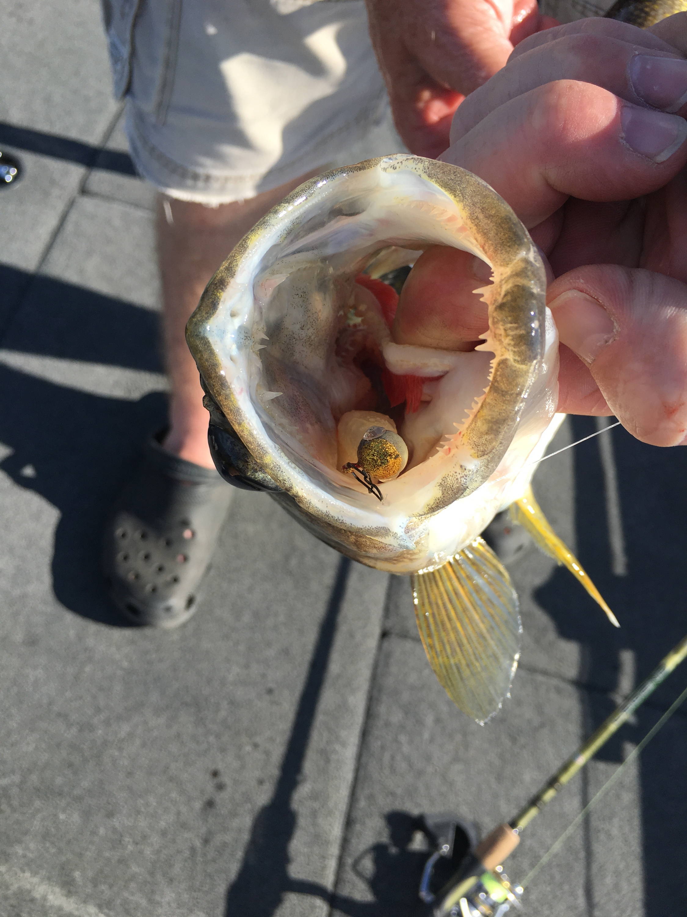 crystaleyes jig in the mouth of a walleye