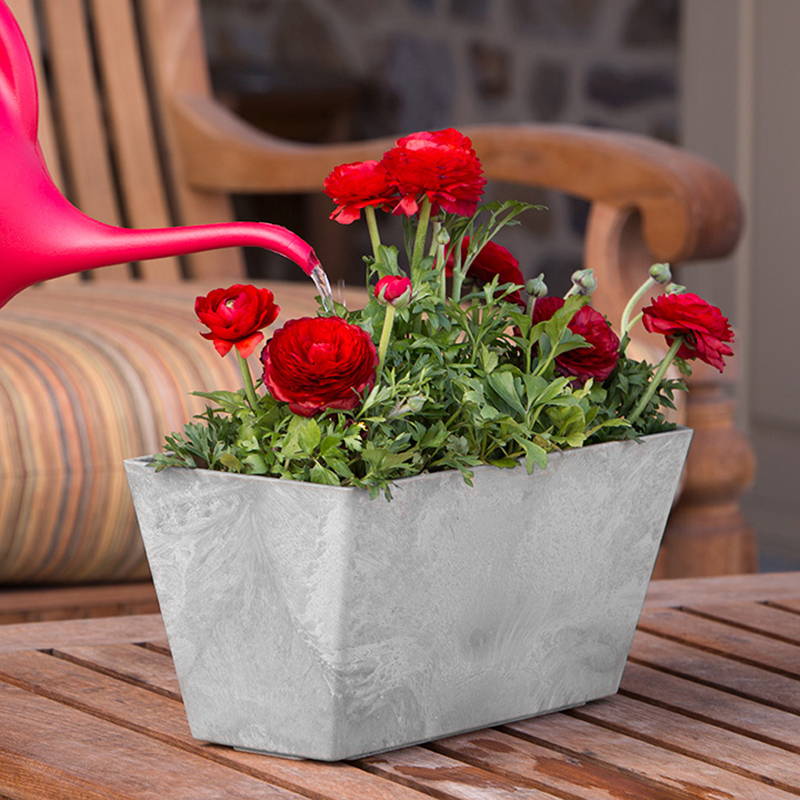 Roses growing in a gray ella flower box