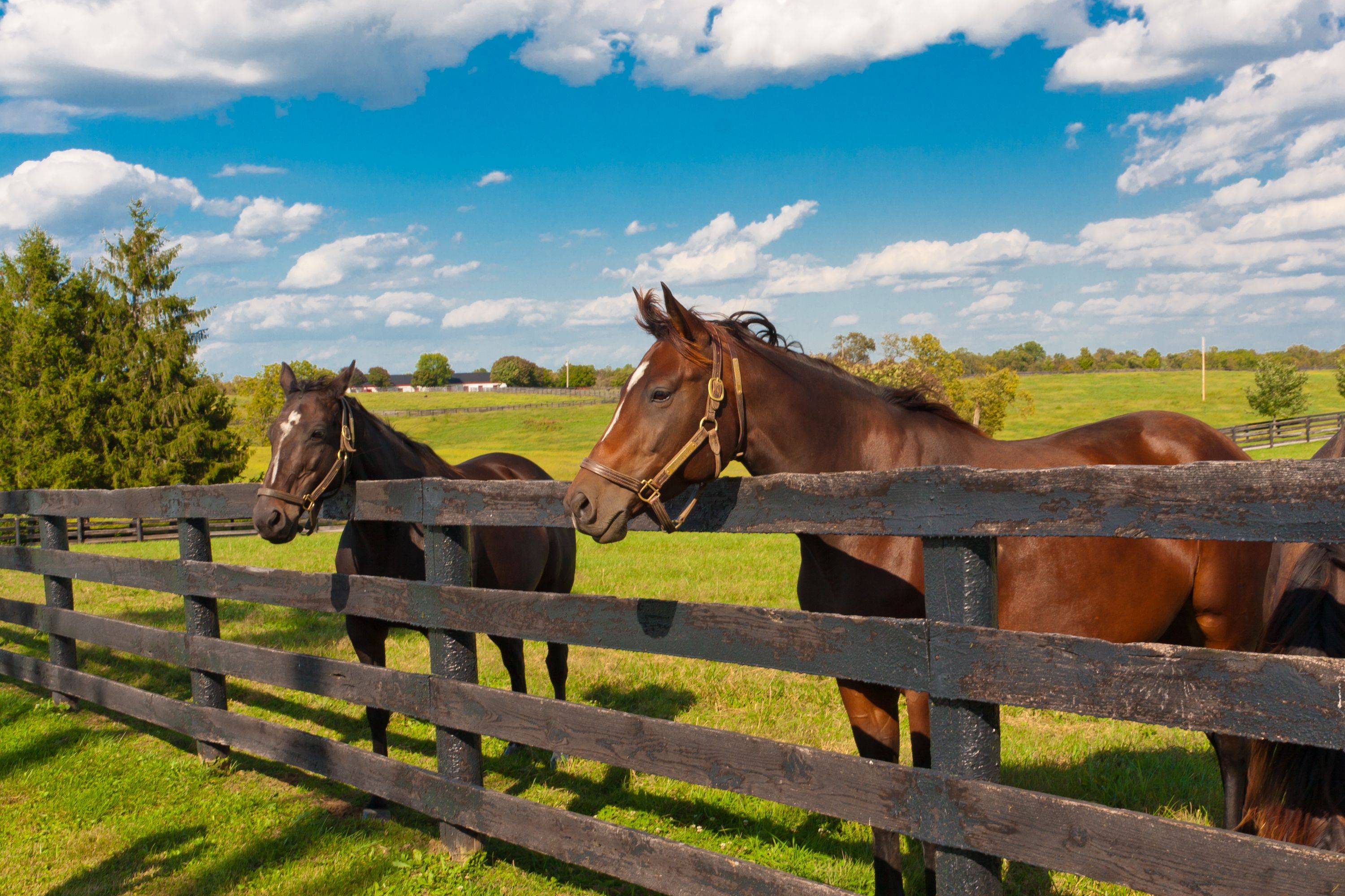 horses near oak wood fences