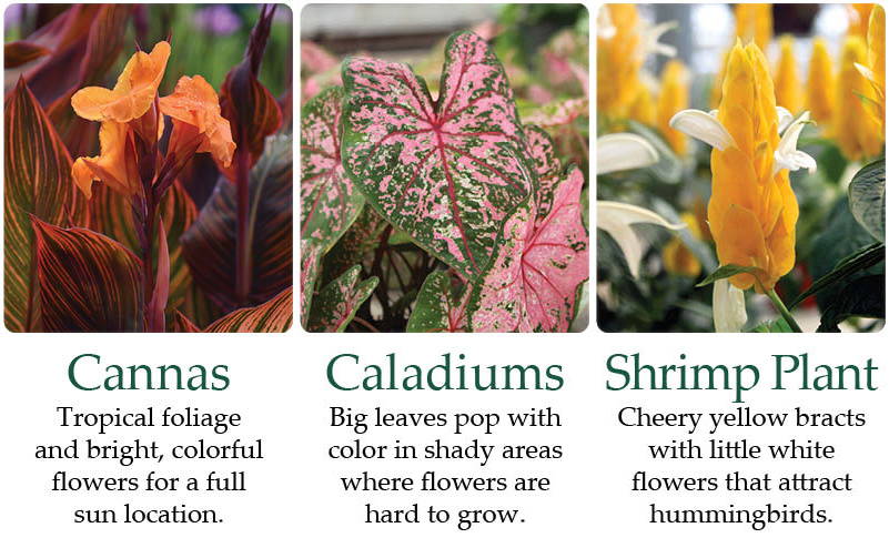 Cannas - Tropical foliage and bright, colorful flowers for a full sun location. | Caladiums - Big leaves pop with color in shady areas where flowers are hard to grow. | Shrimp Plant - Cheery yellow bracts with little white flowers that attract hummingbirds.