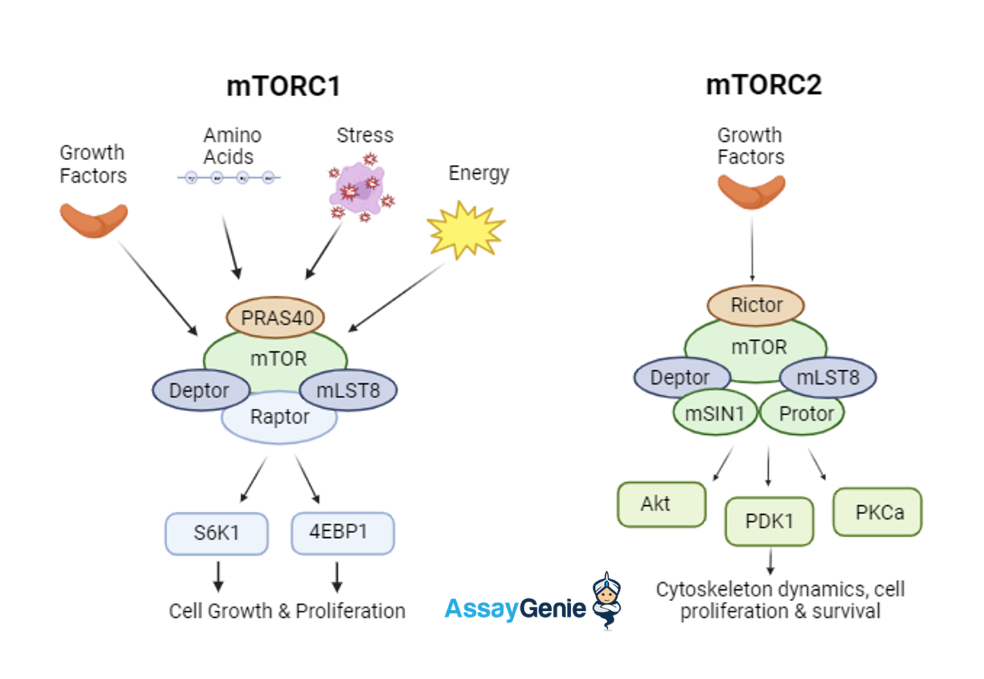 An overview of mTORC signaling 