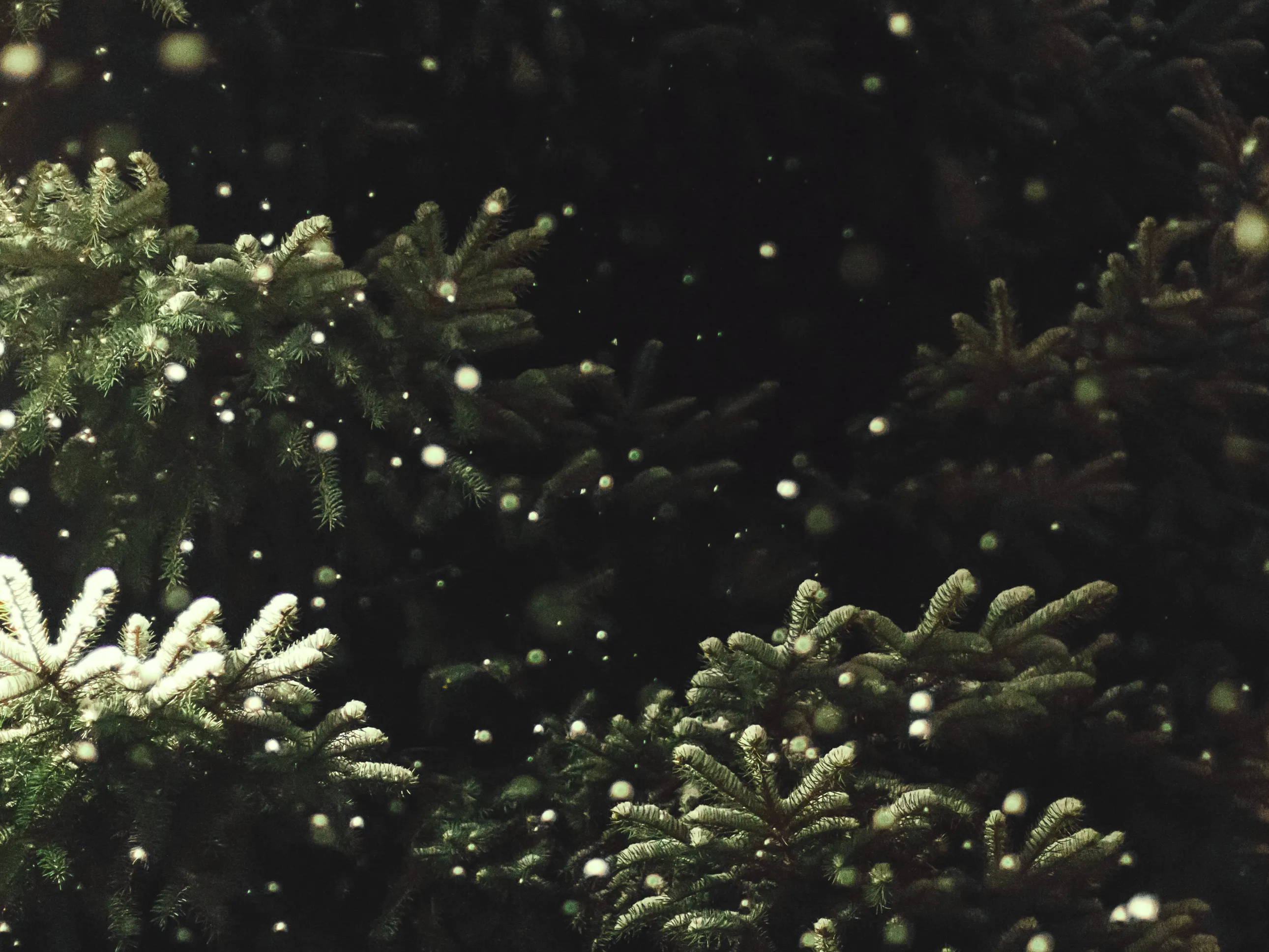 Closeup of snow falling amongst evergreen boughs