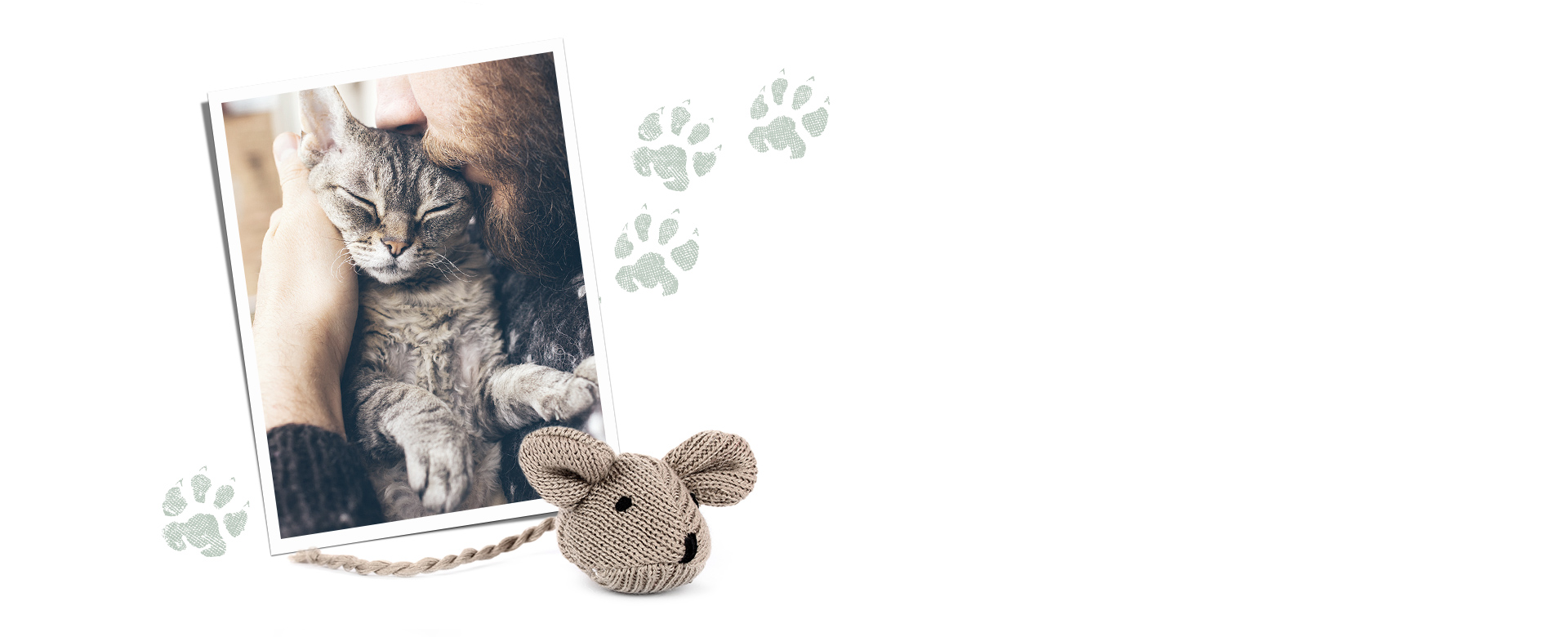 photo of cat with paw prints and a toy