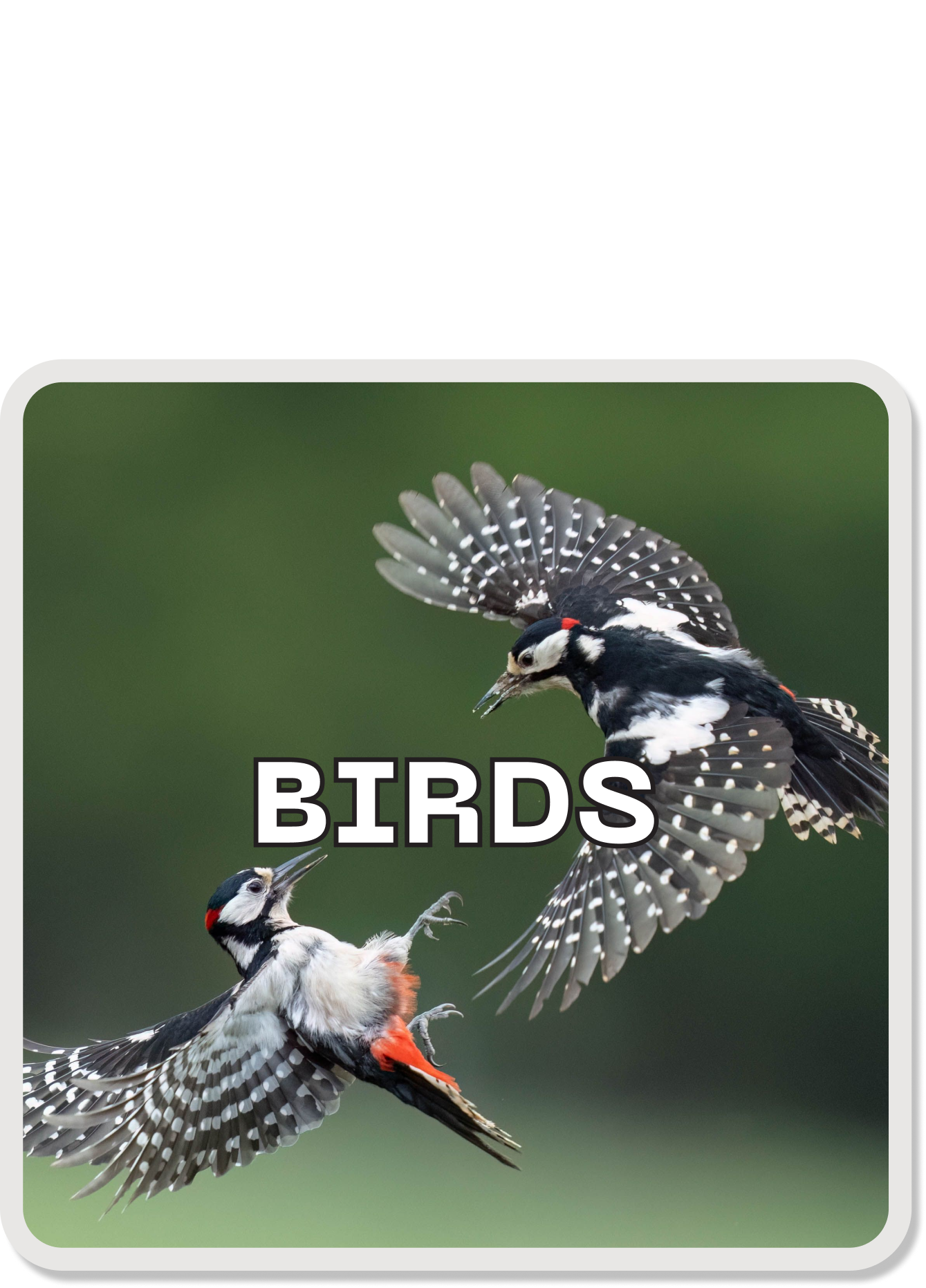 Birds