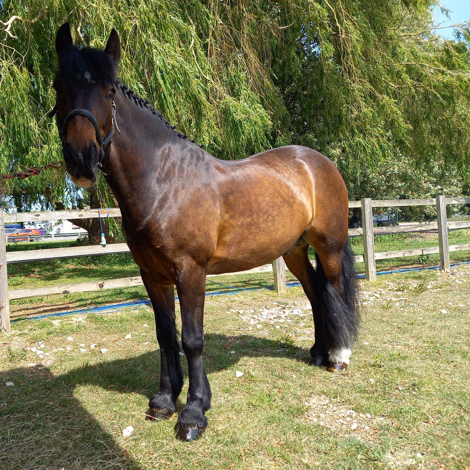 Brown horse standing in a grassy area near a fence.