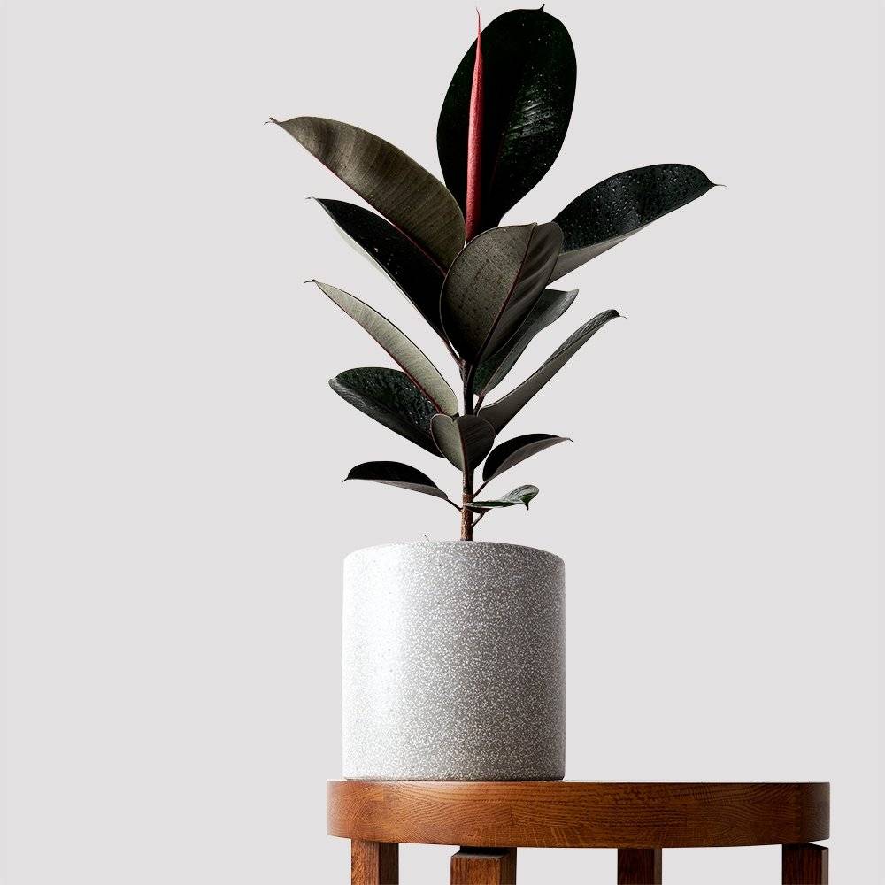 Burgundy Rubber Tree in Jardin Terrazzo Pot Grey on table at The Good Plant Co