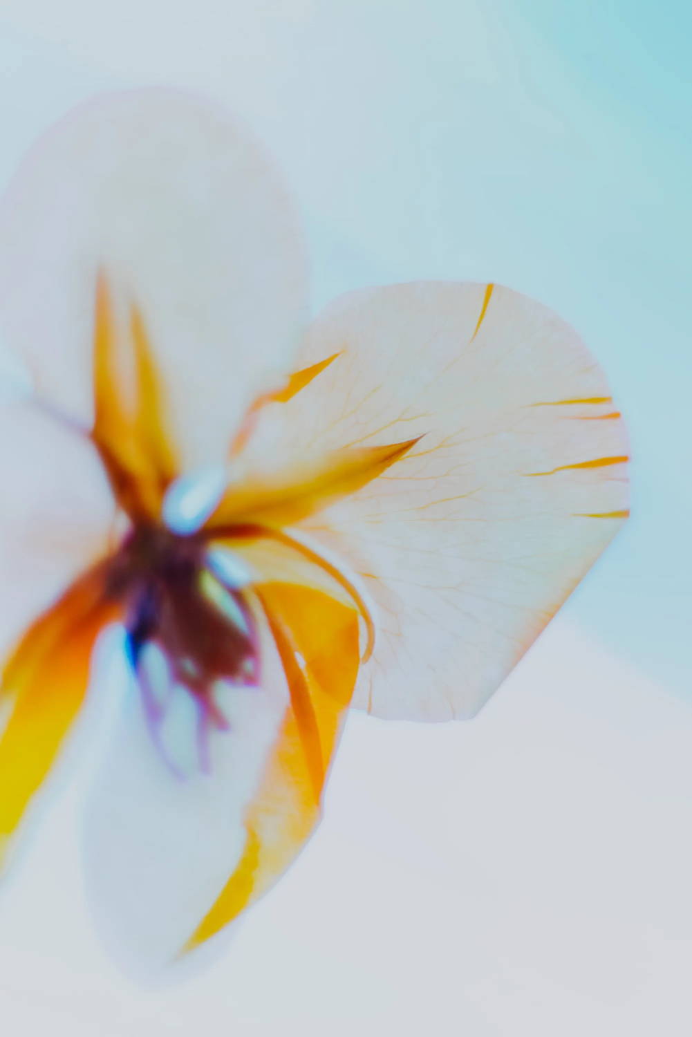 Macro photo of pressed white and yellow flower with colored lighting