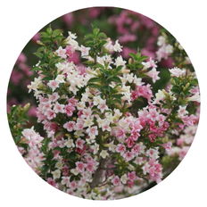 Up close photo of Czechmark Trilogy® Weigela (florida)