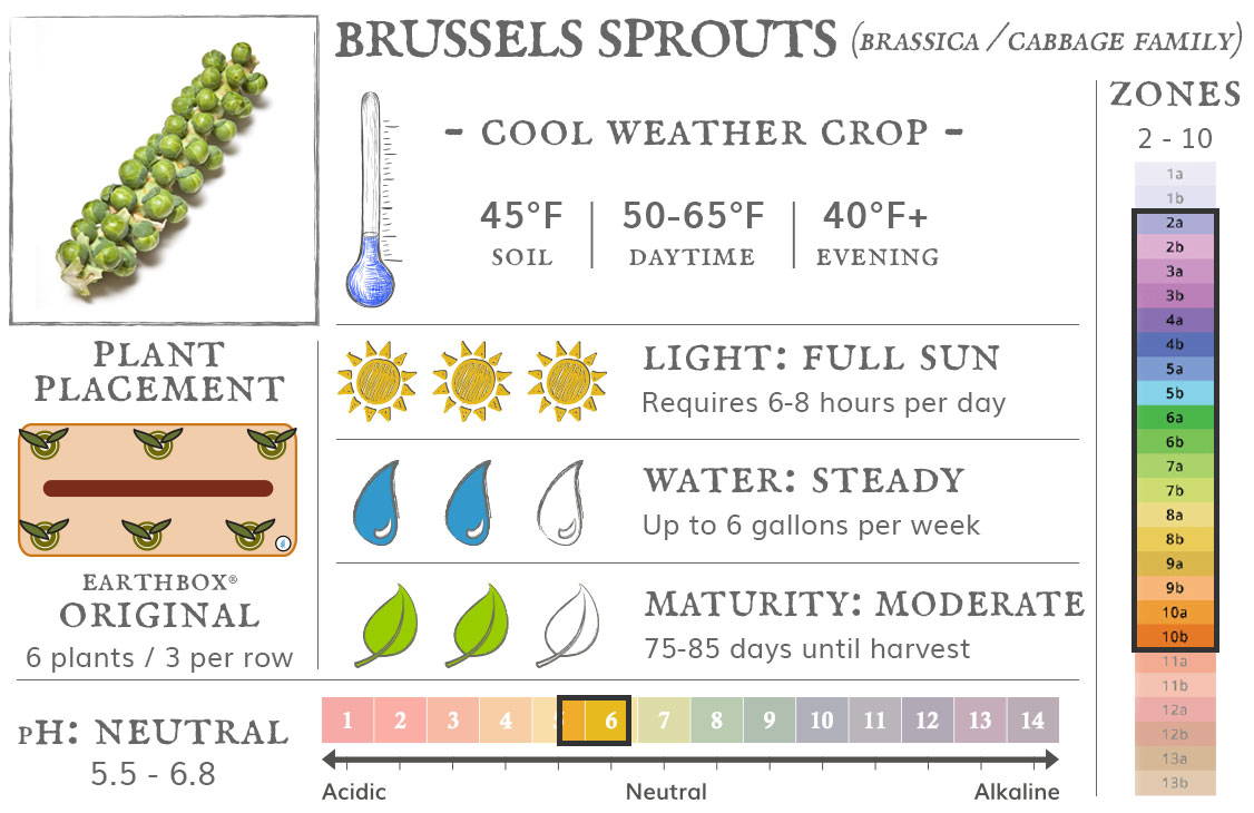 Brussels Sprouts are a cool weather crop best grown in zones 2 to 10. They require 6-8 hours sun per day, up to 6 gallons of water per week, and take 75-85 days until harvest. Place 6 plants, 3 per row, in an EarthBox Original