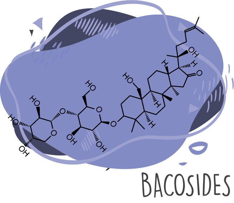 bacopa monnieri phytochemical bacosides
