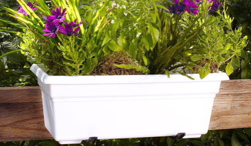 White flower box with a variety of annual flowers