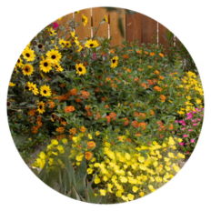Photo of sun plants planted together in a garden in front of a wood fence
