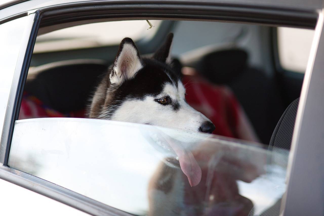 ペット（愛犬）との旅行に車中泊を取り入れる魅力