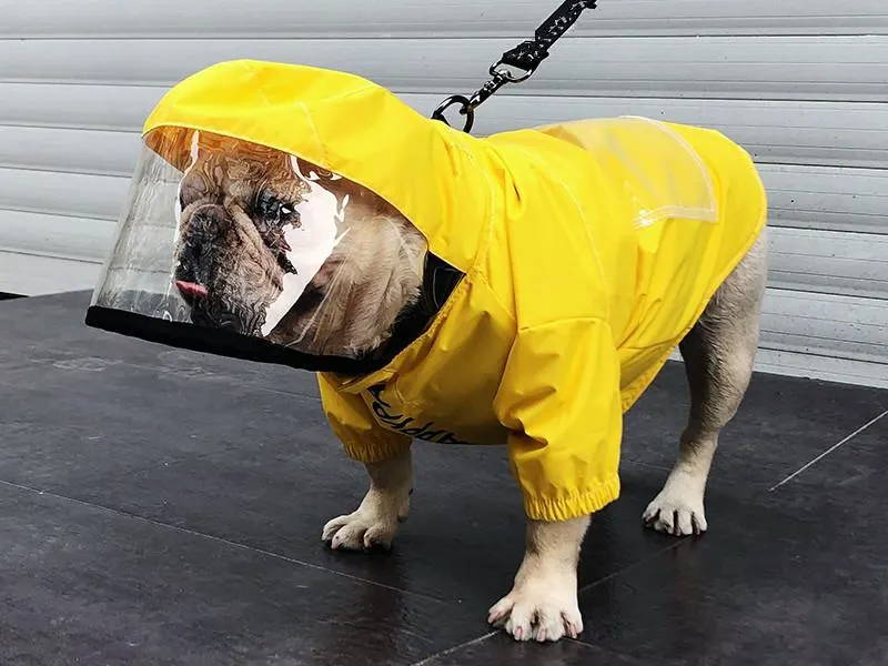 dog hooded raincoat