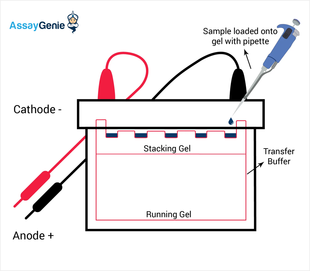Western blot guide